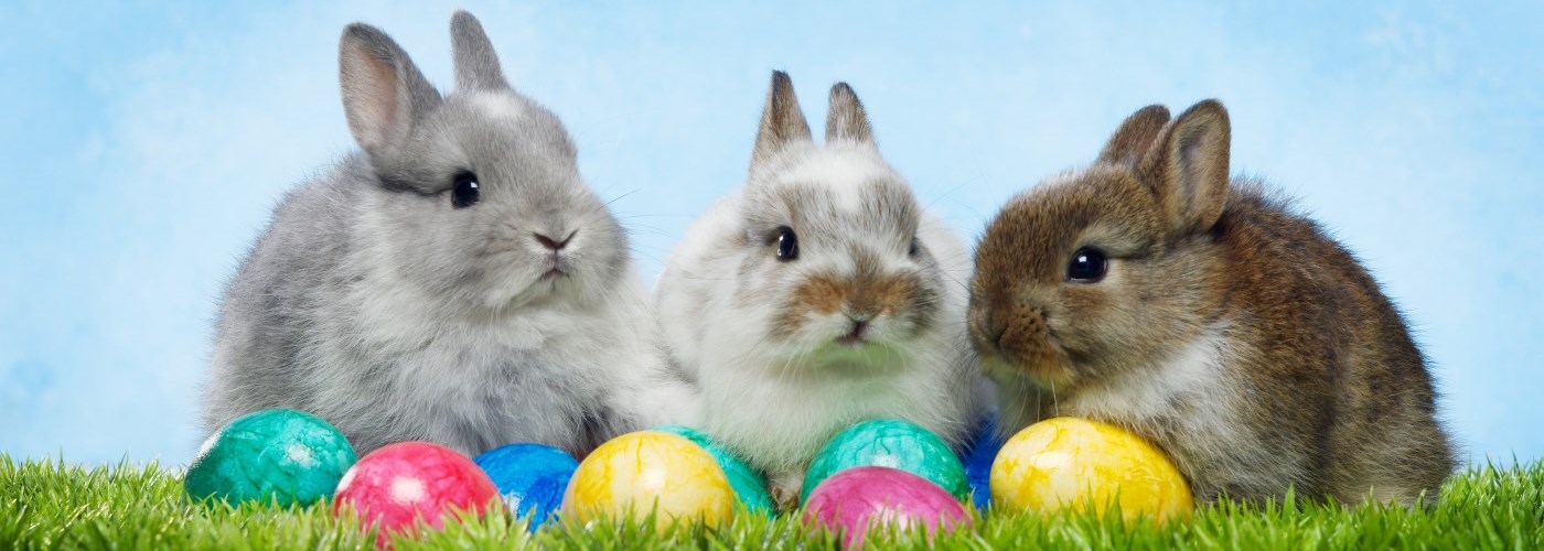 Easter eggs and bunnies