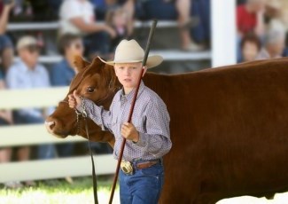 Boy leading brown cow