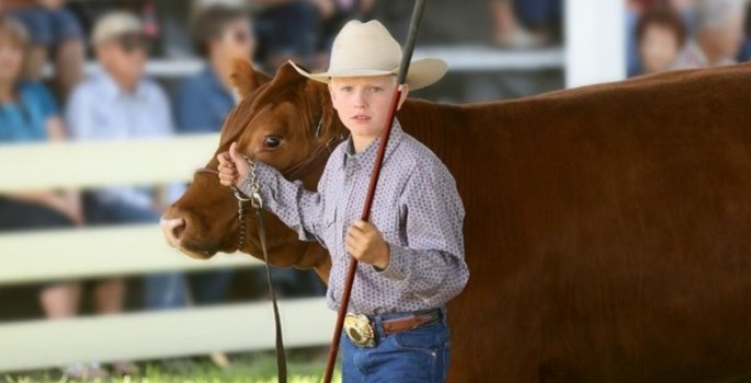 boy holding onto cow