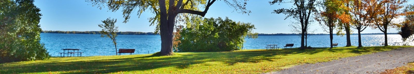 trees in a park at the waterfront of a lake