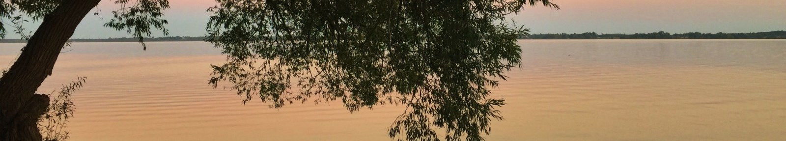 tree arched over water