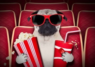 Pug dog with popcorn enjoying movie