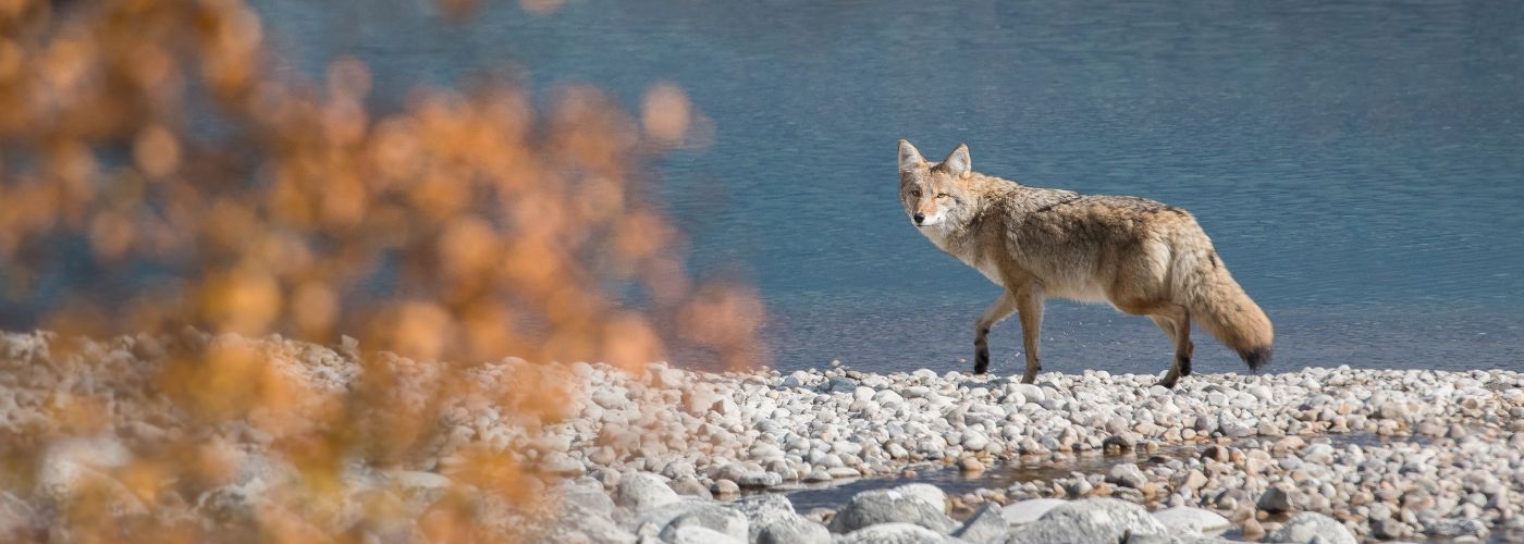 A picture containing a coyote standing near a body of water.
