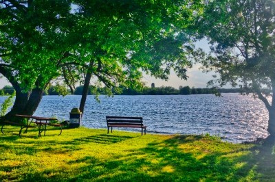 trees and bench on waterfront