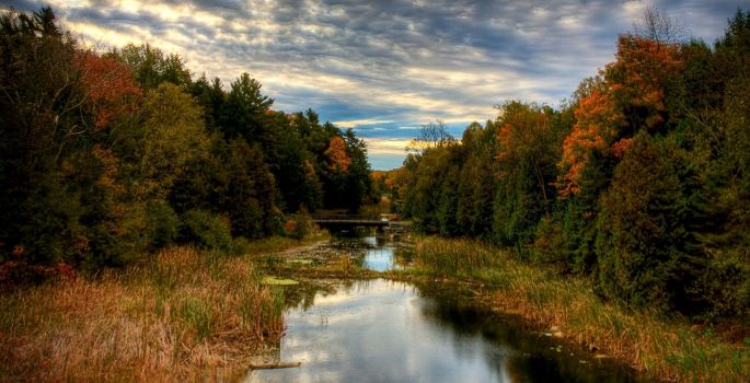 a forest with a creek going through it