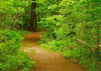 trail wending through woods