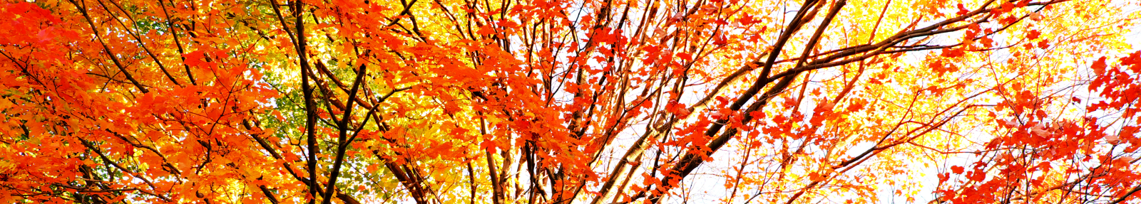 fall leaves