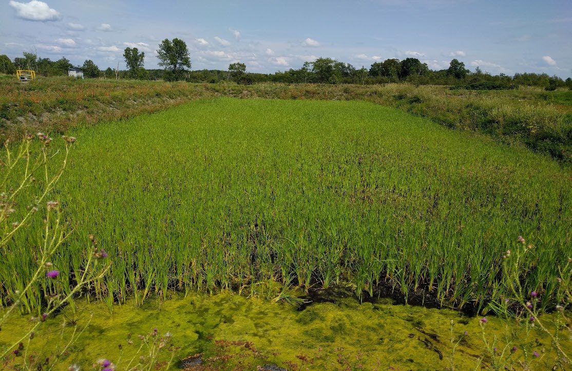 Amherstview wetland