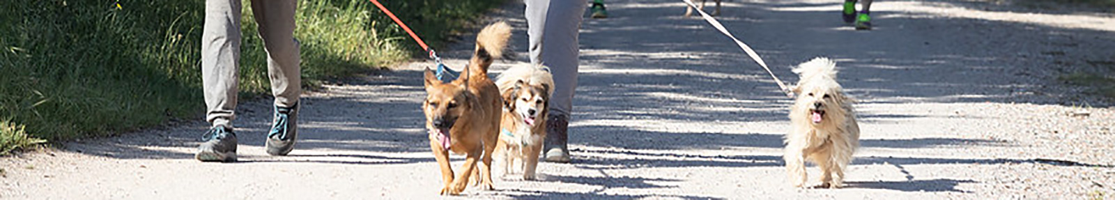 Three dogs walking