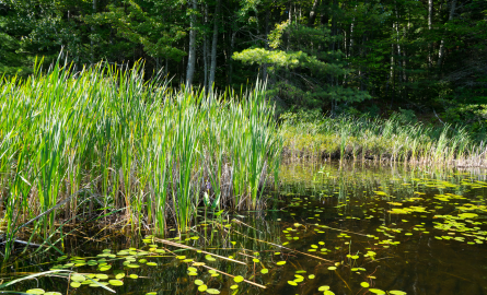 Wetlands
