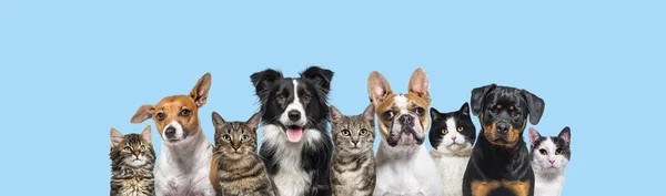 Dogs and cats lined up side by side