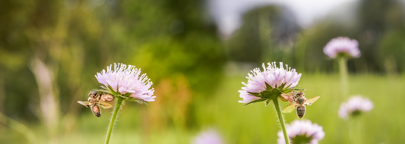 Bees on pollinator friendly flowers