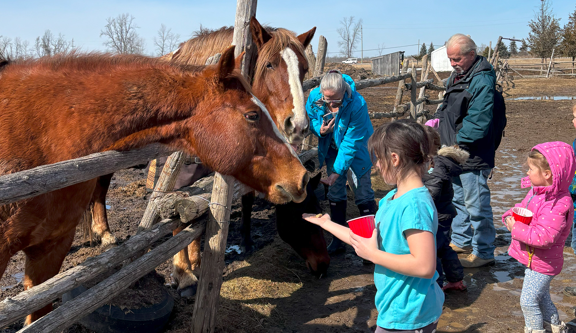 Family feeds horse 