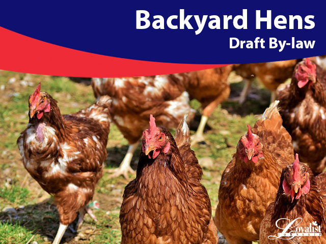 Many chickens running through a field.  Text overlay reads Backyard Hens Draft By-law.  Loyalist Township logo is in lower right hand corner of image.
