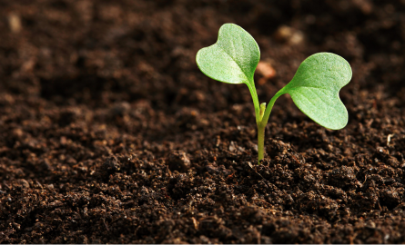 Cataraqui Conservation Tree Planting