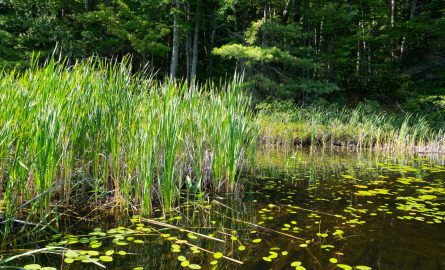 Amherstview Constructed Wetlands