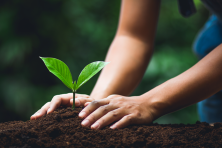 tree seedling in earth being planted