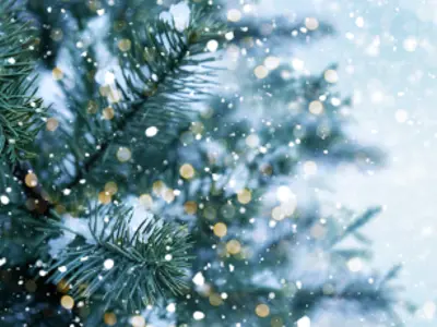 Lights in fir tree