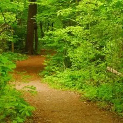trail wending through woods