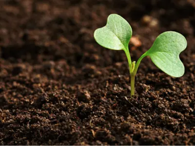 Cataraqui Conservation Tree Planting