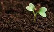 Cataraqui Conservation Tree Planting