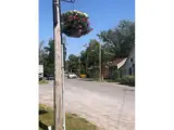 Landscape photo of a road and hydro poll with a hanging basket attached with pink and white flowers.