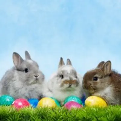 Easter bunnies in a row 