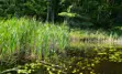 Amherstview Constructed Wetlands