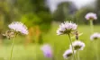 Pollinators on wildflowers