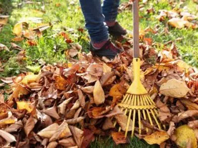 garden leaves being raked