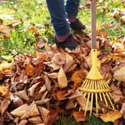 garden leaves being raked